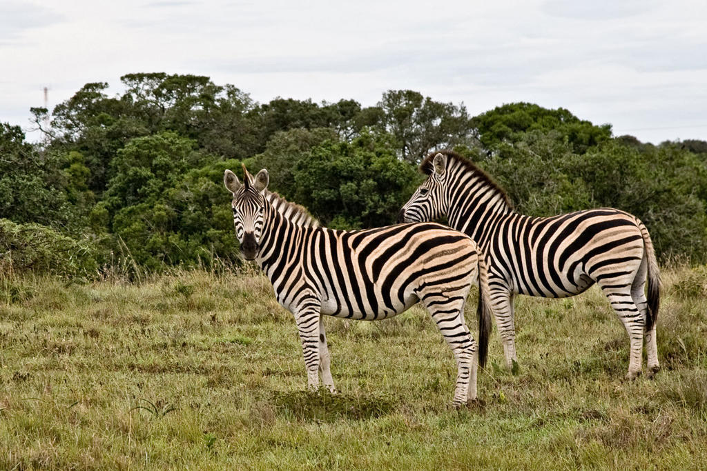 Bush Lodge - Amakhala Game Reserve ภายนอก รูปภาพ