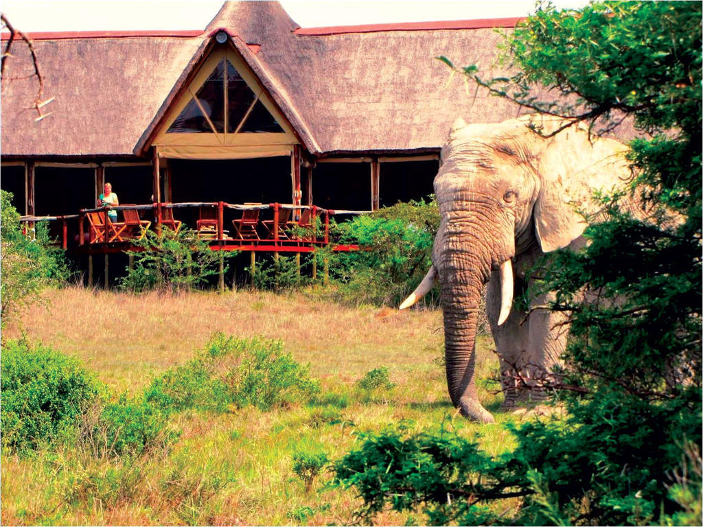 Bush Lodge - Amakhala Game Reserve ภายนอก รูปภาพ